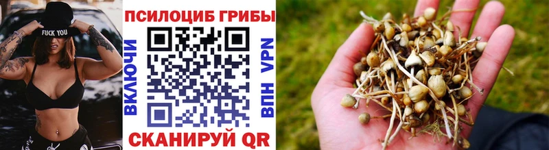 Галлюциногенные грибы Psilocybe Заволжск